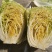 柔红白菜