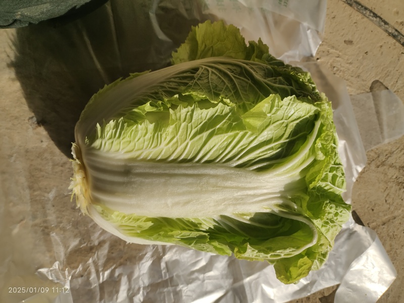 柔红白菜