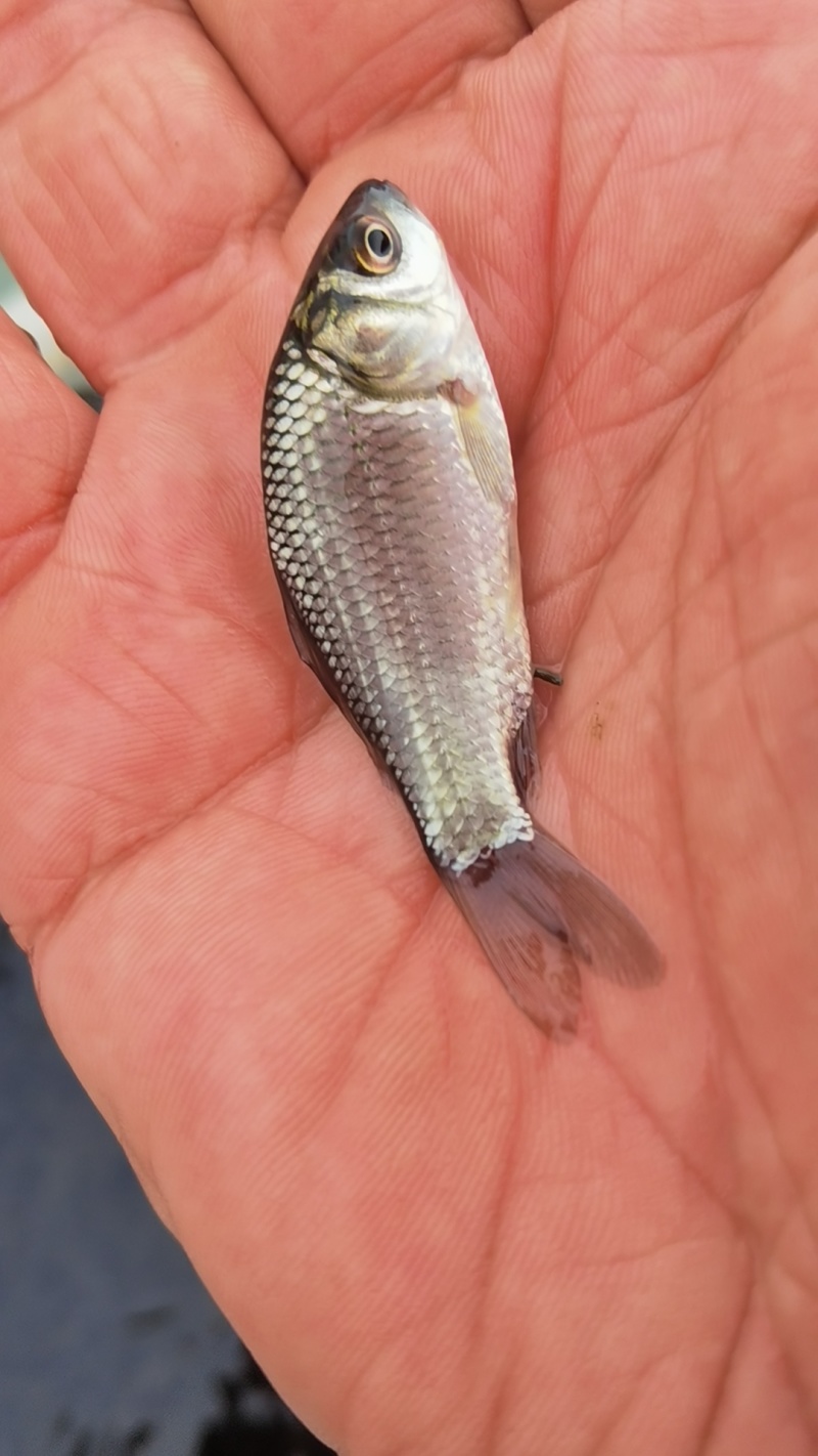 中科5号鲫鱼苗