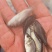 中科5号鲫鱼苗