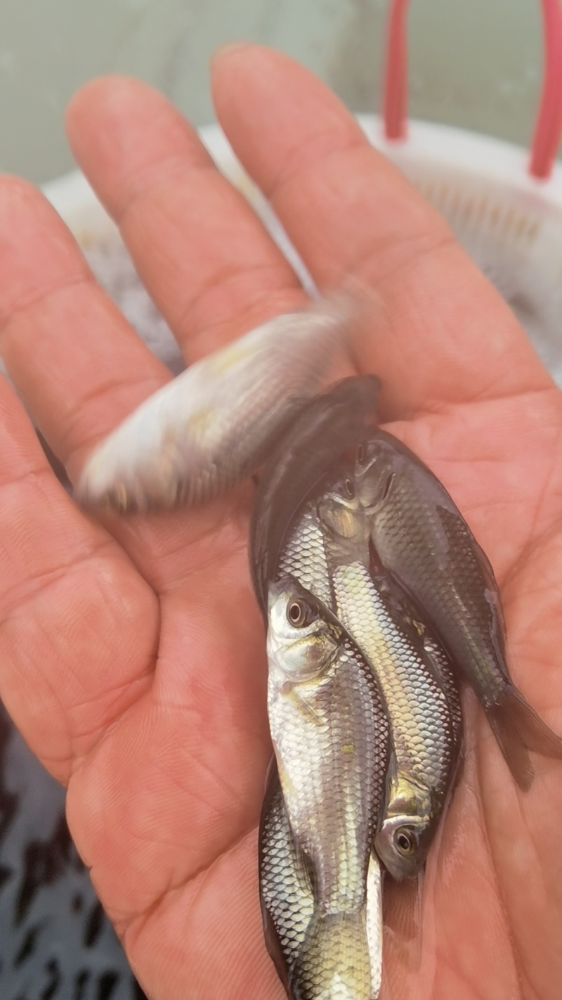 中科5号鲫鱼苗