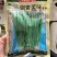 银青美味小香葱种子四季种植香味浓郁高产基地品种