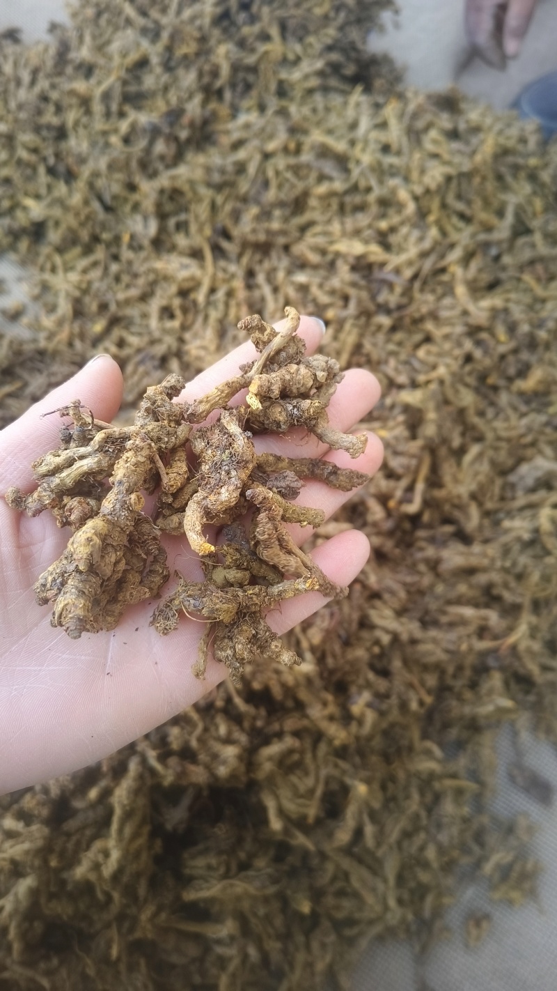 《黄莲》通货鸡爪黄连
