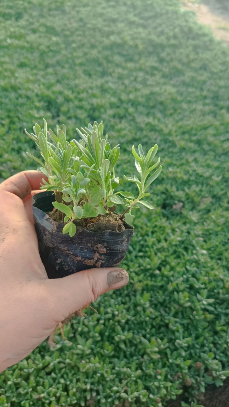 薰衣草