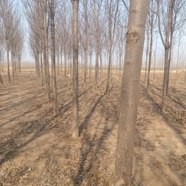 速生楸金丝楸种植基地大量出售12cm金丝楸