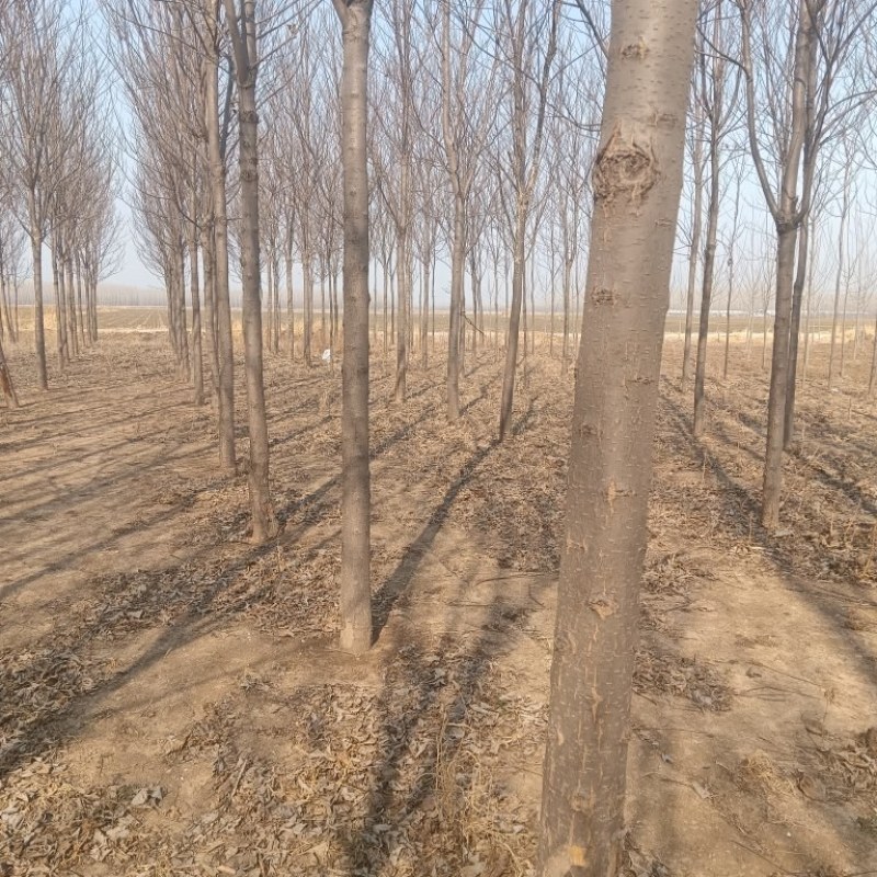 速生楸金丝楸种植基地大量出售12cm金丝楸