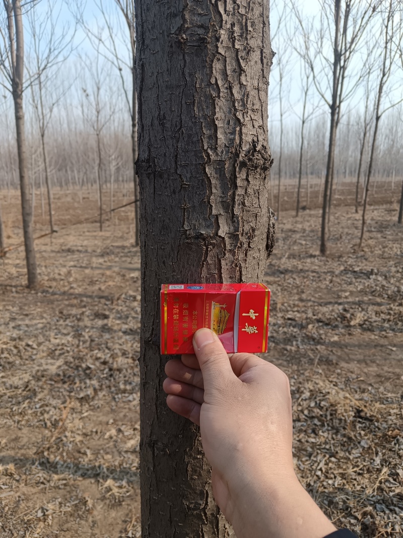 速生楸金丝楸种植基地大量出售12cm金丝楸
