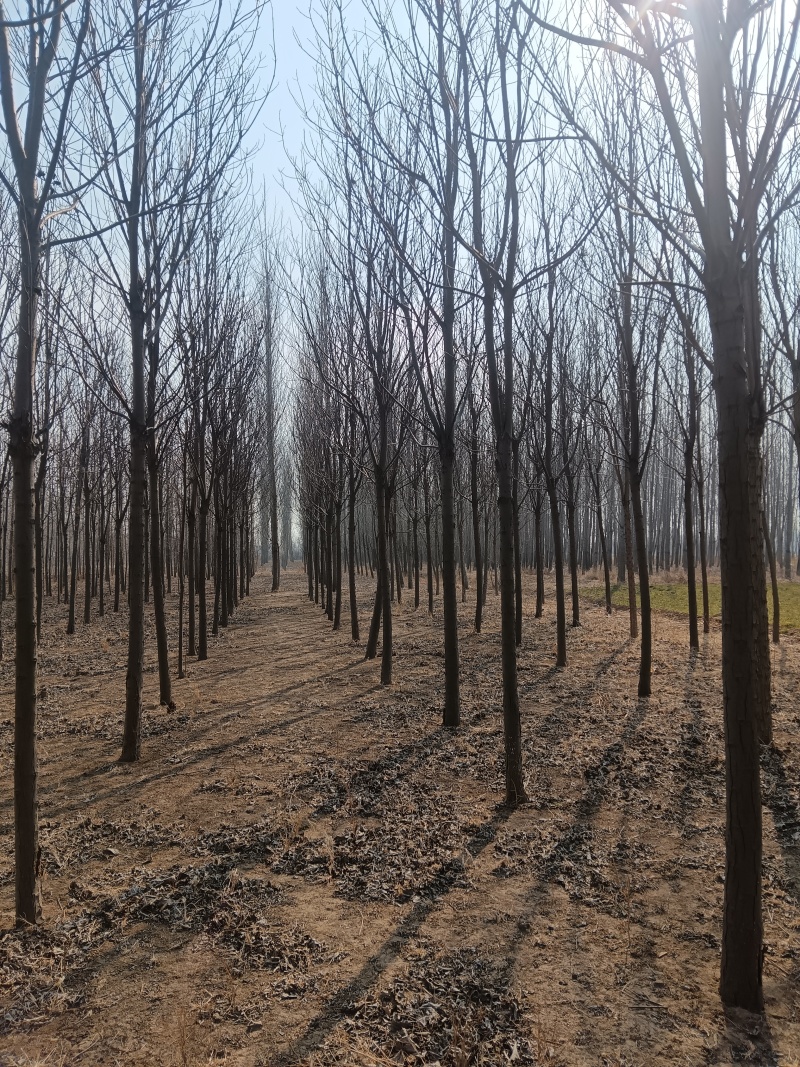 速生楸金丝楸种植基地大量出售12cm金丝楸