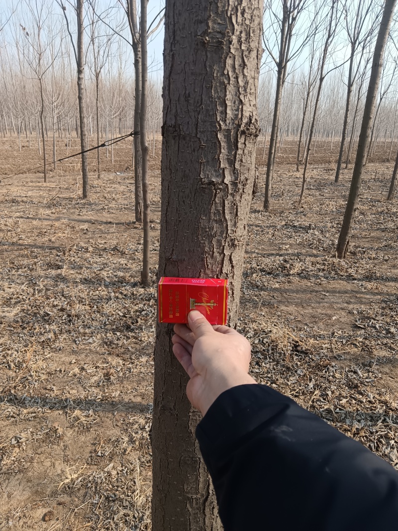 速生楸金丝楸种植基地大量出售12cm金丝楸