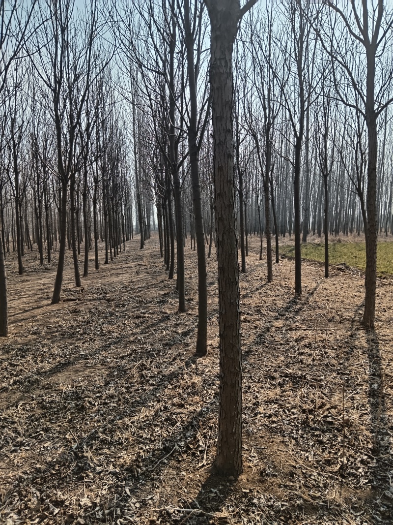 速生楸金丝楸种植基地大量出售12cm金丝楸