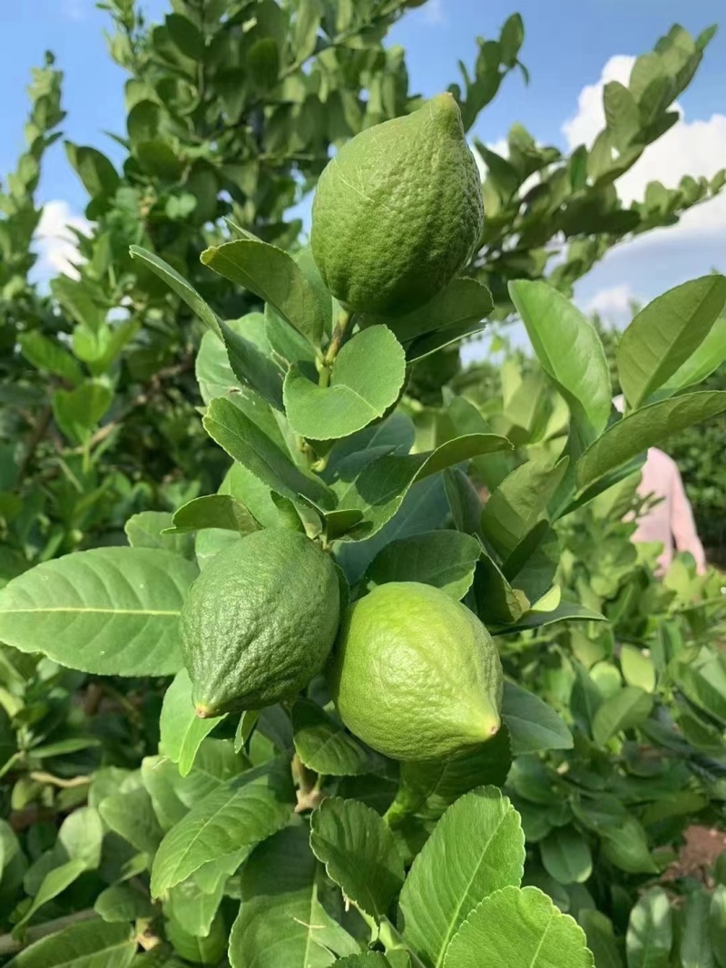 广东无籽香水柠檬自家果园奶茶店专用柠檬
