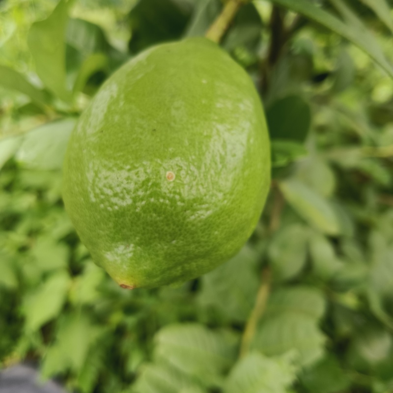 广东无籽香水柠檬自家果园奶茶店专用柠檬
