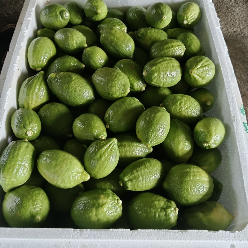 广东无籽香水柠檬自家果园奶茶店专用柠檬