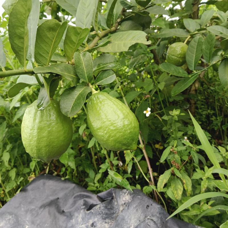 广东无籽香水柠檬自家果园奶茶店专用柠檬