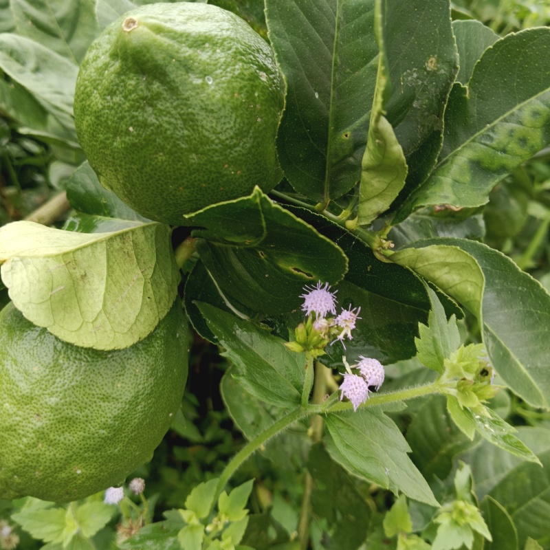 广东无籽香水柠檬自家果园奶茶店专用柠檬