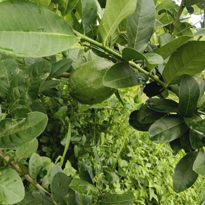 广东无籽香水柠檬自家果园奶茶店专用柠檬
