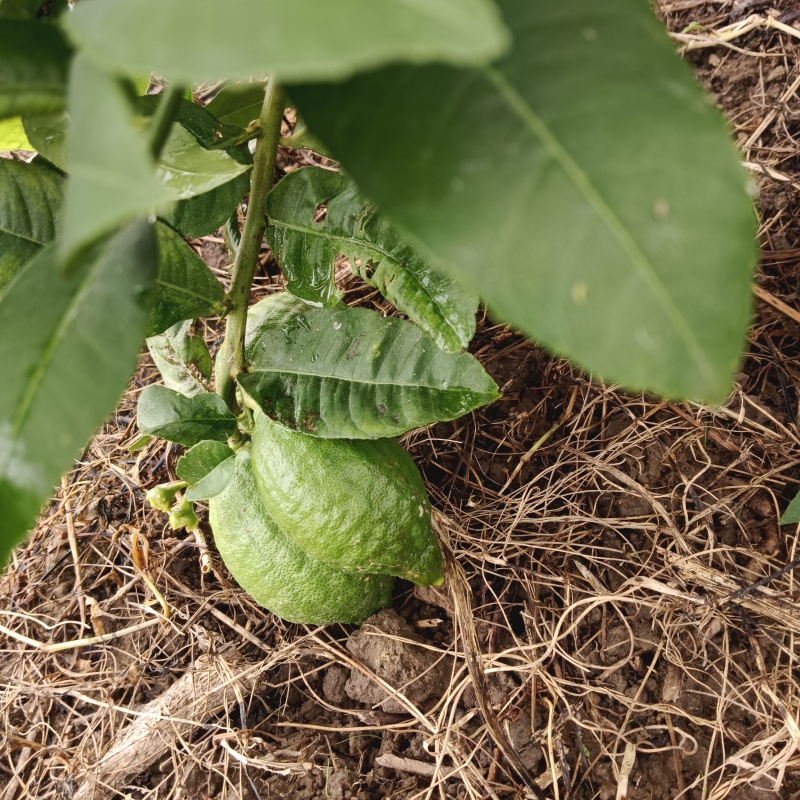 广东无籽香水柠檬自家果园奶茶店专用柠檬