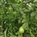 广东无籽香水柠檬自家果园奶茶店专用柠檬