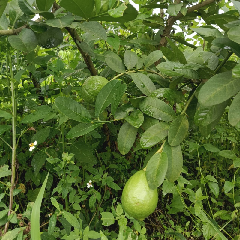 广东无籽香水柠檬自家果园奶茶店专用柠檬