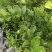 广东无籽香水柠檬自家果园奶茶店专用柠檬