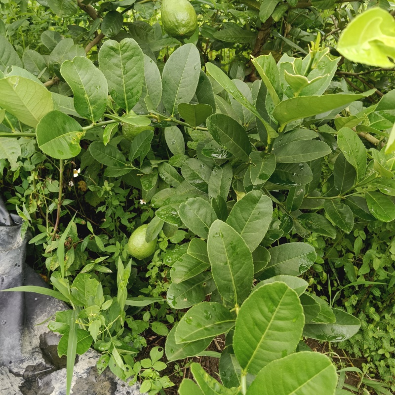 广东无籽香水柠檬自家果园奶茶店专用柠檬