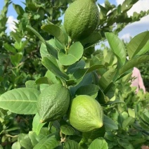 广东无籽香水柠檬自家果园奶茶店专用柠檬