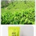 恩施富硒黑茶荷香硒茯砖茶