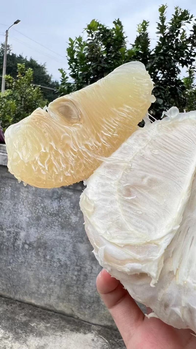 沙田柚