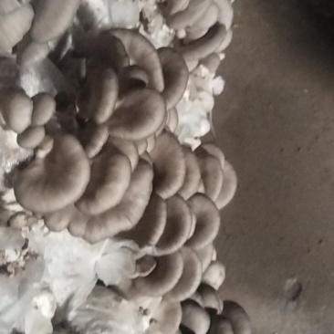 平菇批发零，看头像联系方式加