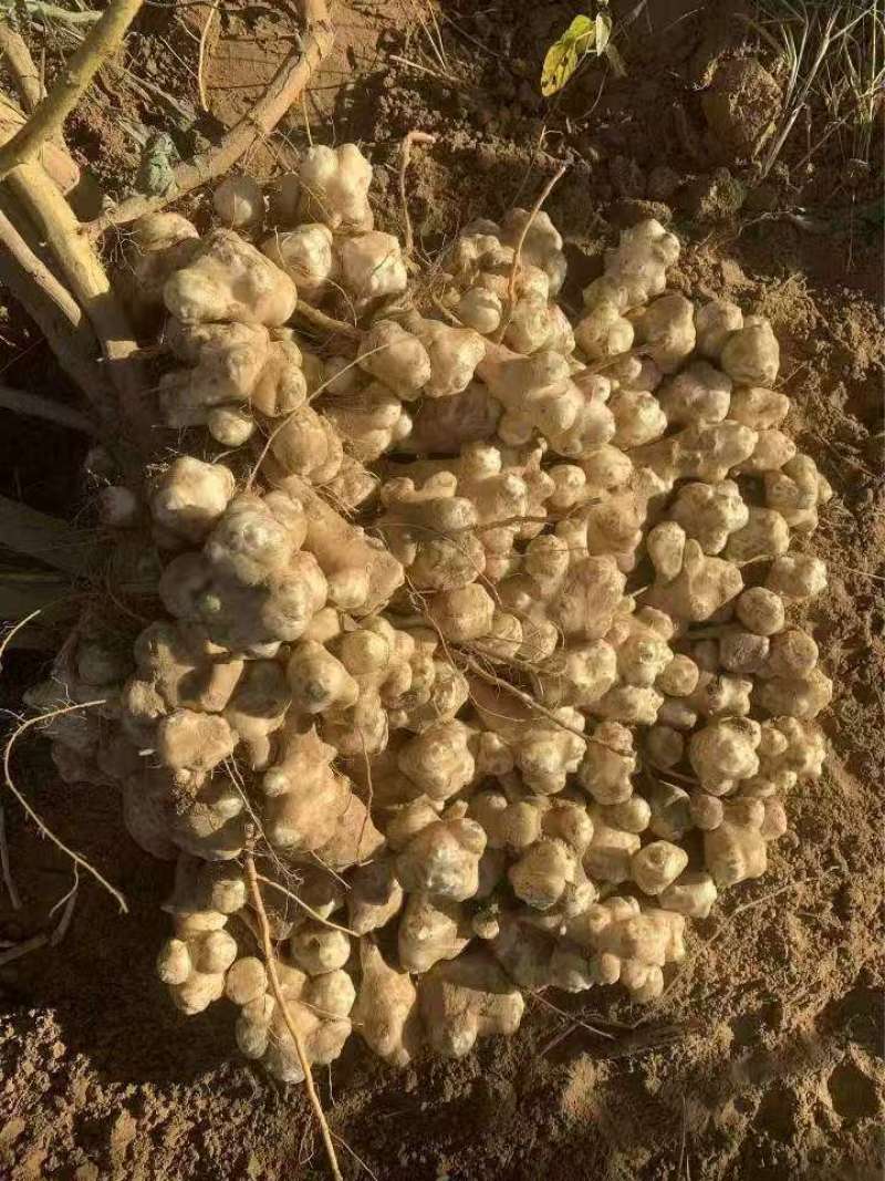 鬼子姜！菊芋！白洋姜！