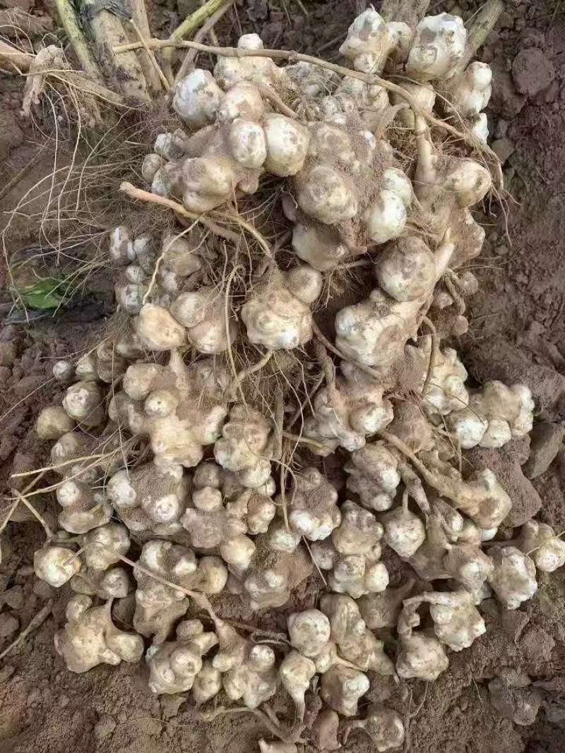 鬼子姜！菊芋！白洋姜！