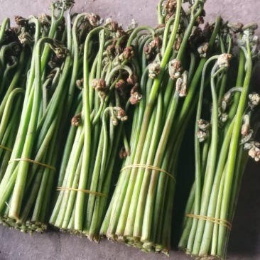 蕨菜，甜蕨菜，白蕨菜