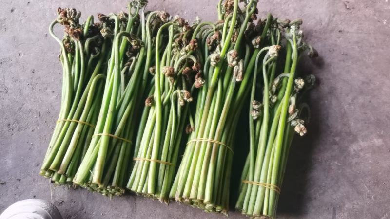 蕨菜，甜蕨菜，白蕨菜