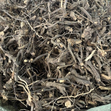羊耳菊批发零售中药材一斤起发