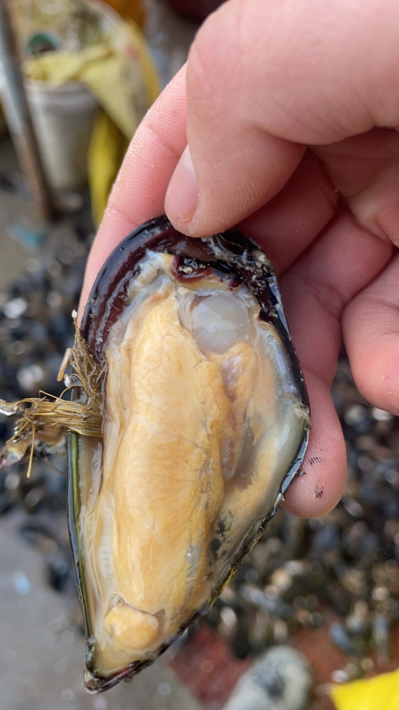 进口章鱼足供应海鲜大咖自助海鲜捞汁海鲜各种餐饮店等