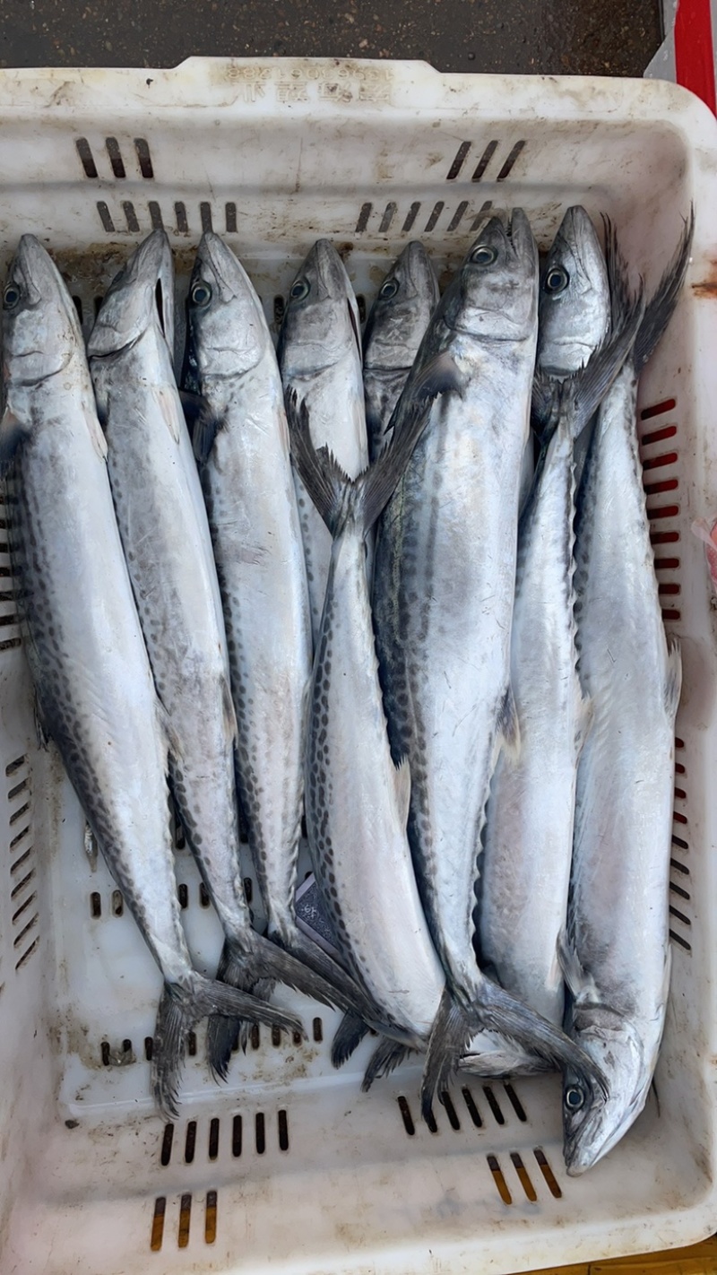 进口章鱼足供应海鲜大咖自助海鲜捞汁海鲜各种餐饮店等