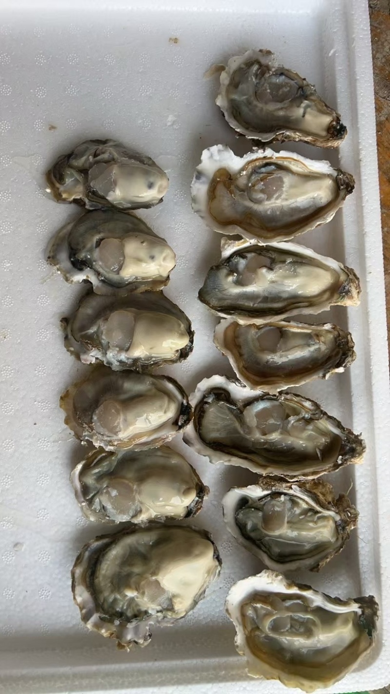 进口章鱼足供应海鲜大咖自助海鲜捞汁海鲜各种餐饮店等