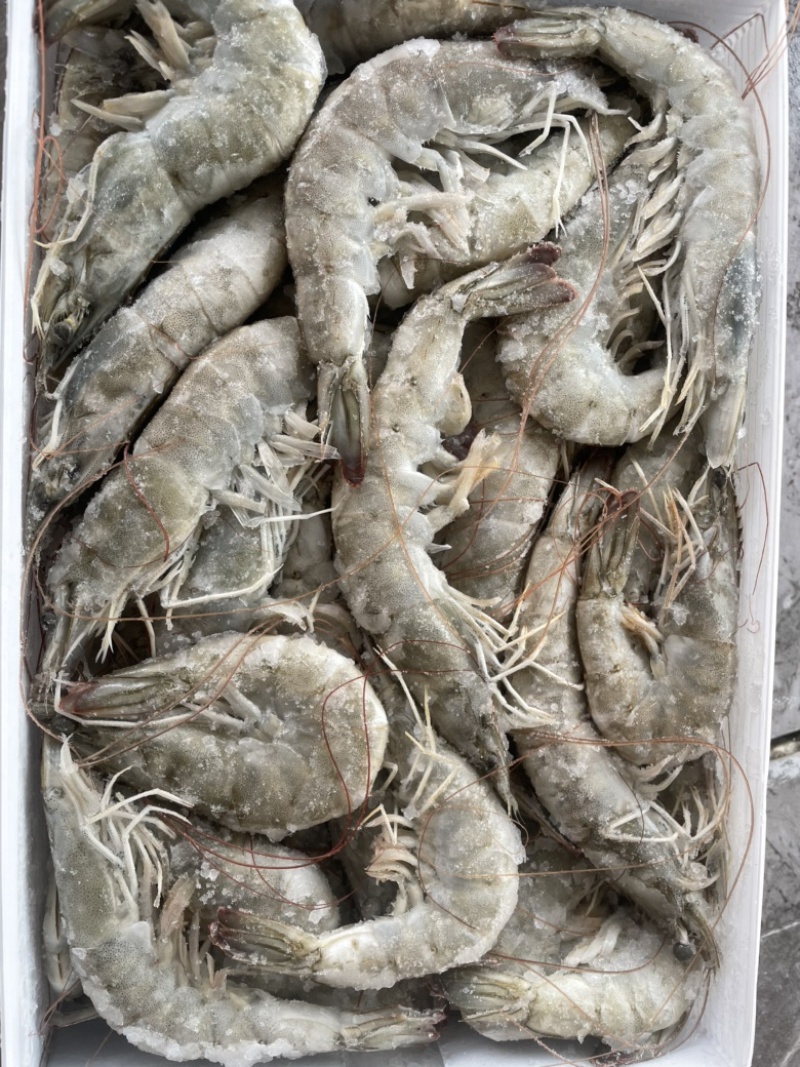进口章鱼足供应海鲜大咖自助海鲜捞汁海鲜各种餐饮店等