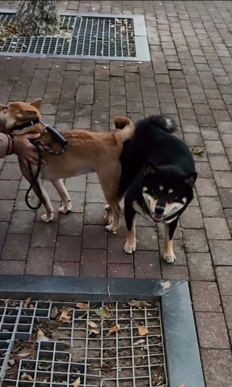 柴犬小体豆柴，成年后10多斤，看清楚是小体的，不是大体的