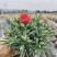康乃馨盆栽带花苞四季花卉室内花阳台石竹观花植物好易养活