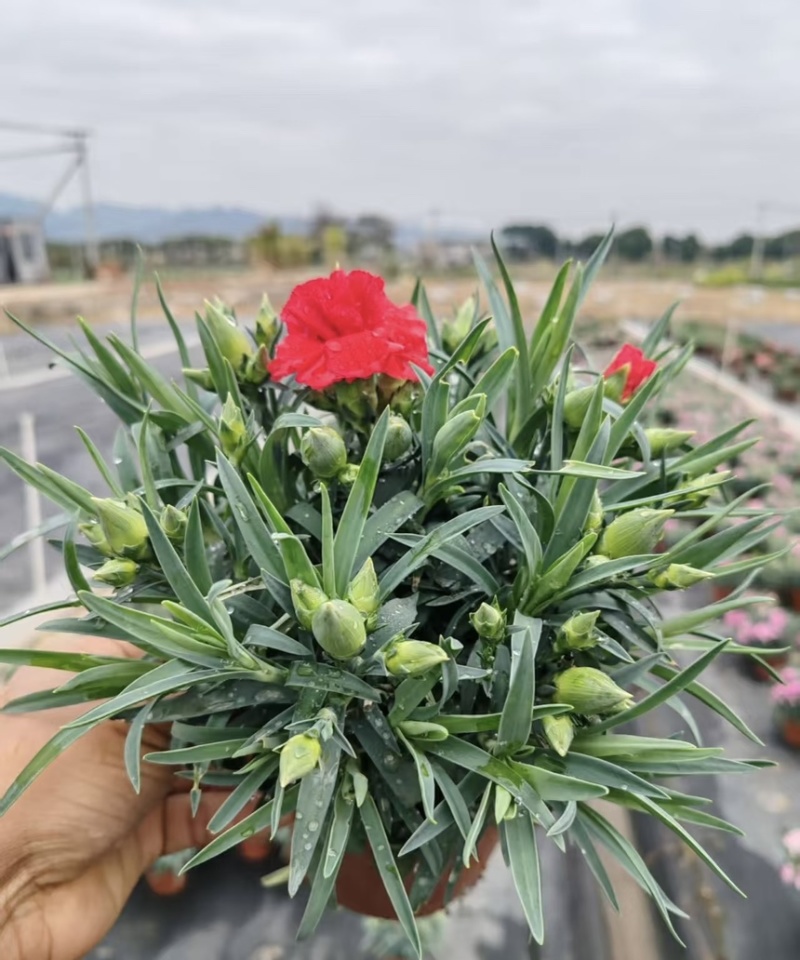 康乃馨盆栽带花苞四季花卉室内花阳台石竹观花植物好易养活