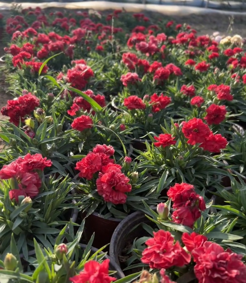 康乃馨盆栽带花苞四季花卉室内花阳台石竹观花植物好易养活