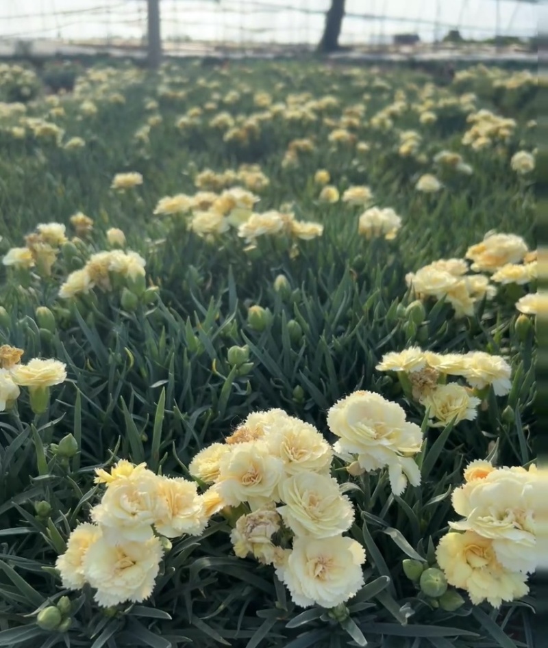 康乃馨盆栽带花苞四季花卉室内花阳台石竹观花植物好易养活