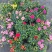康乃馨盆栽带花苞四季花卉室内花阳台石竹观花植物好易养活