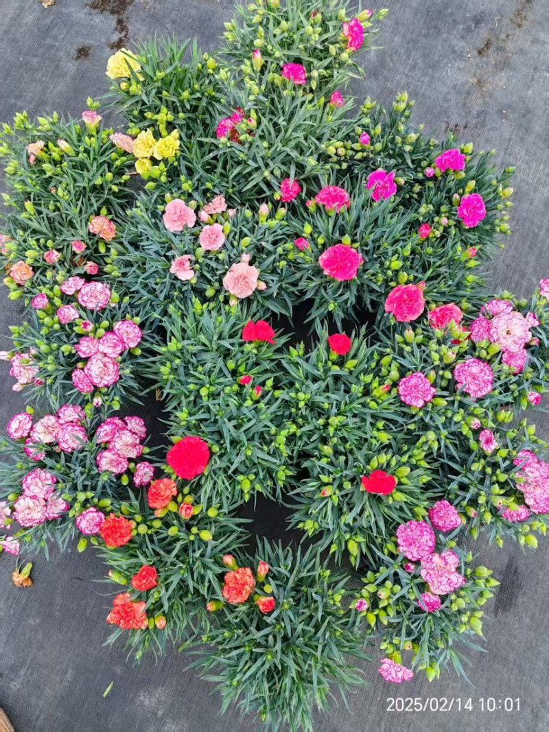 康乃馨盆栽带花苞四季花卉室内花阳台石竹观花植物好易养活