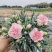 康乃馨盆栽带花苞四季花卉室内花阳台石竹观花植物好易养活