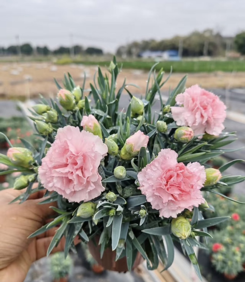 康乃馨盆栽带花苞四季花卉室内花阳台石竹观花植物好易养活