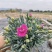 康乃馨盆栽带花苞四季花卉室内花阳台石竹观花植物好易养活