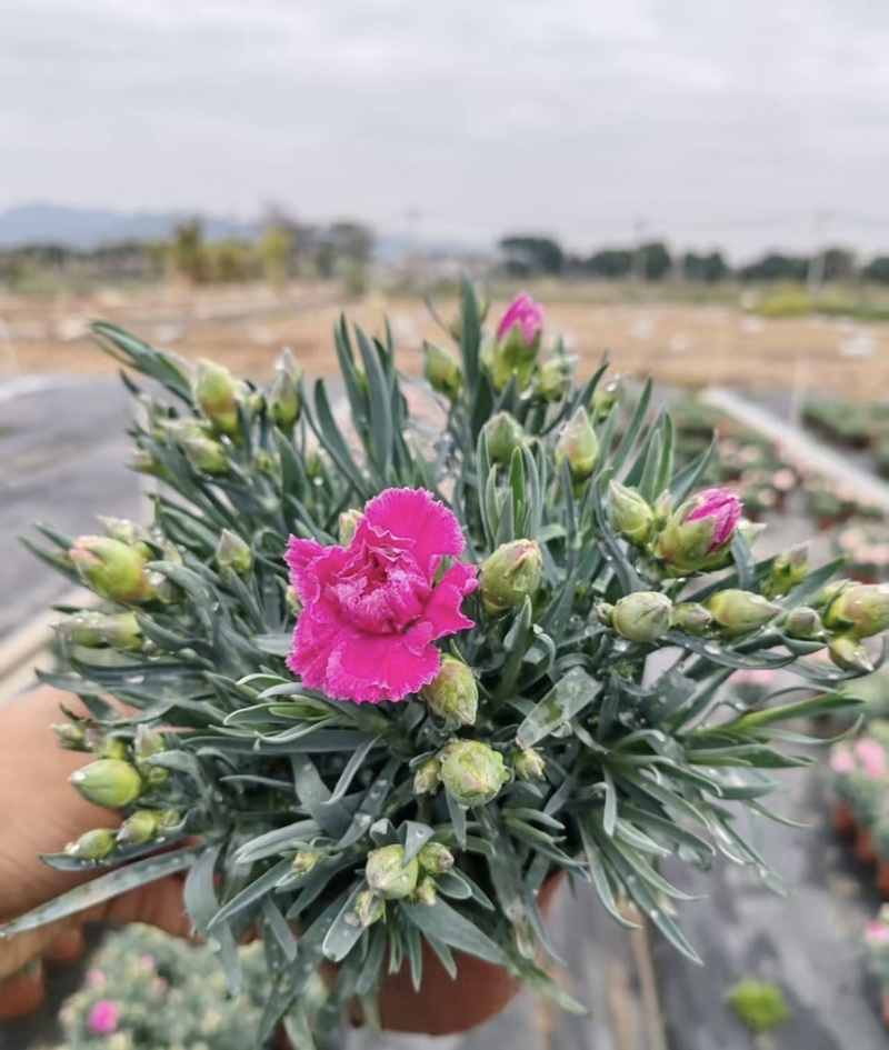 康乃馨盆栽带花苞四季花卉室内花阳台石竹观花植物好易养活