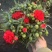 康乃馨盆栽带花苞四季花卉室内花阳台石竹观花植物好易养活